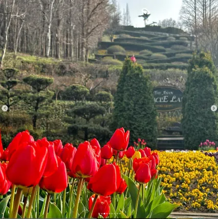 피나클랜드 불꽃축제 튤립 수선화 축제 2