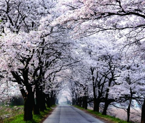 예산 벚꽃