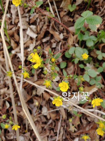 왕방산-양지꽃
