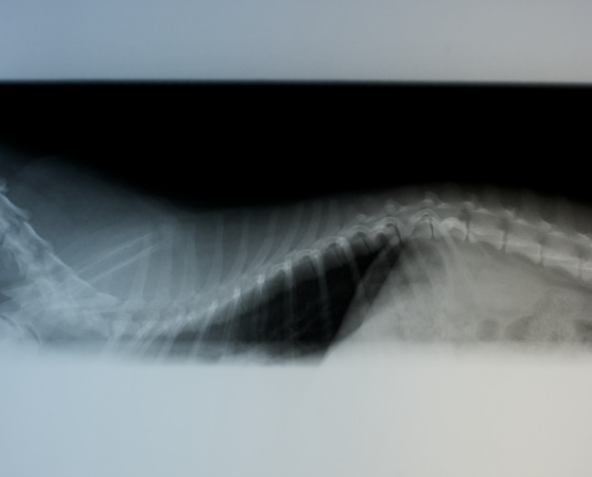 강아지 디스크, 수술만 답일까? 초기 증상·관리·예방법 총정리