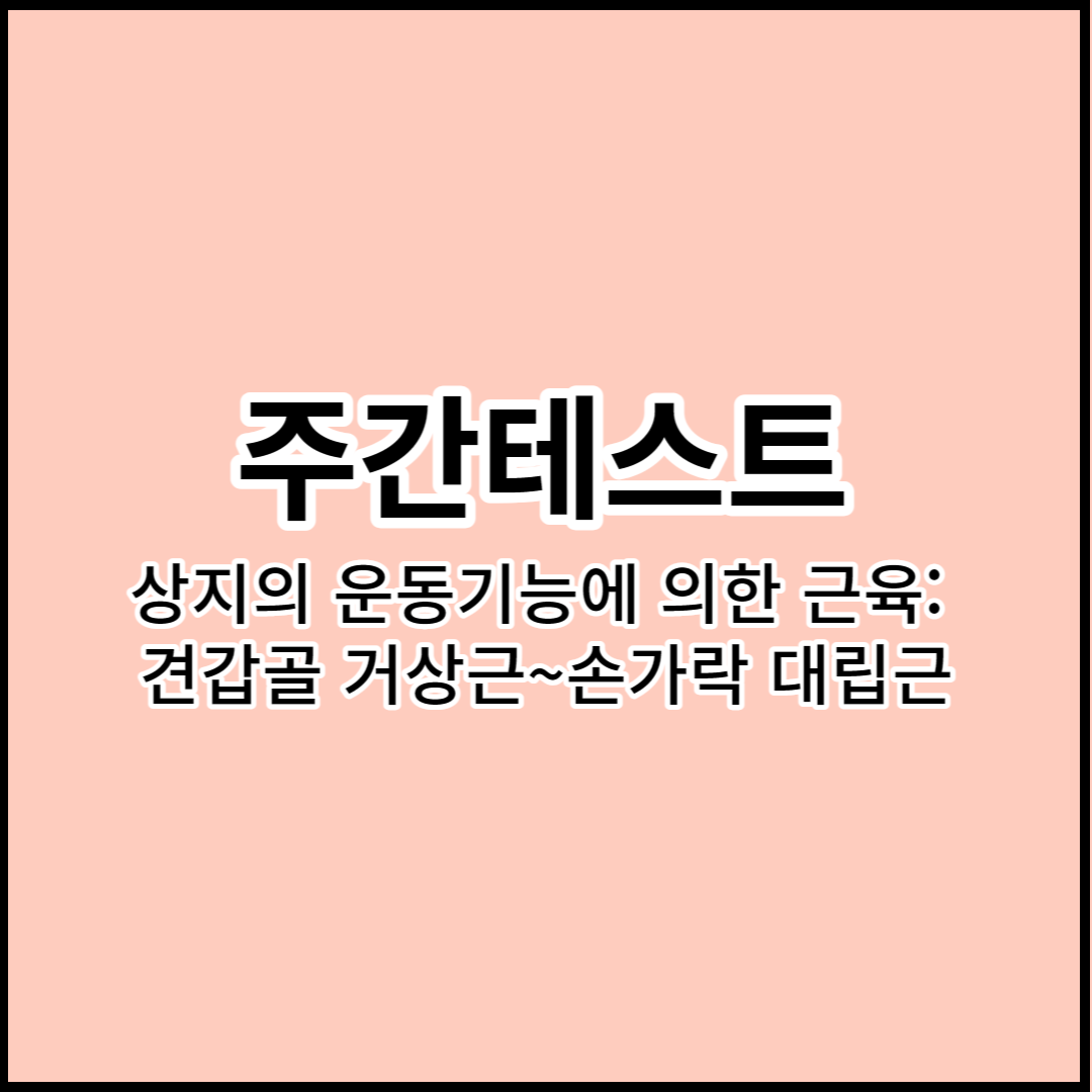 주간 테스트 상지의 운동기능에 의한 근육: 견갑골 거상근~손가락 대립근