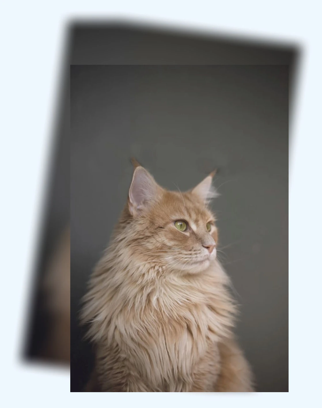 고양이 영양 간식_1_subsection