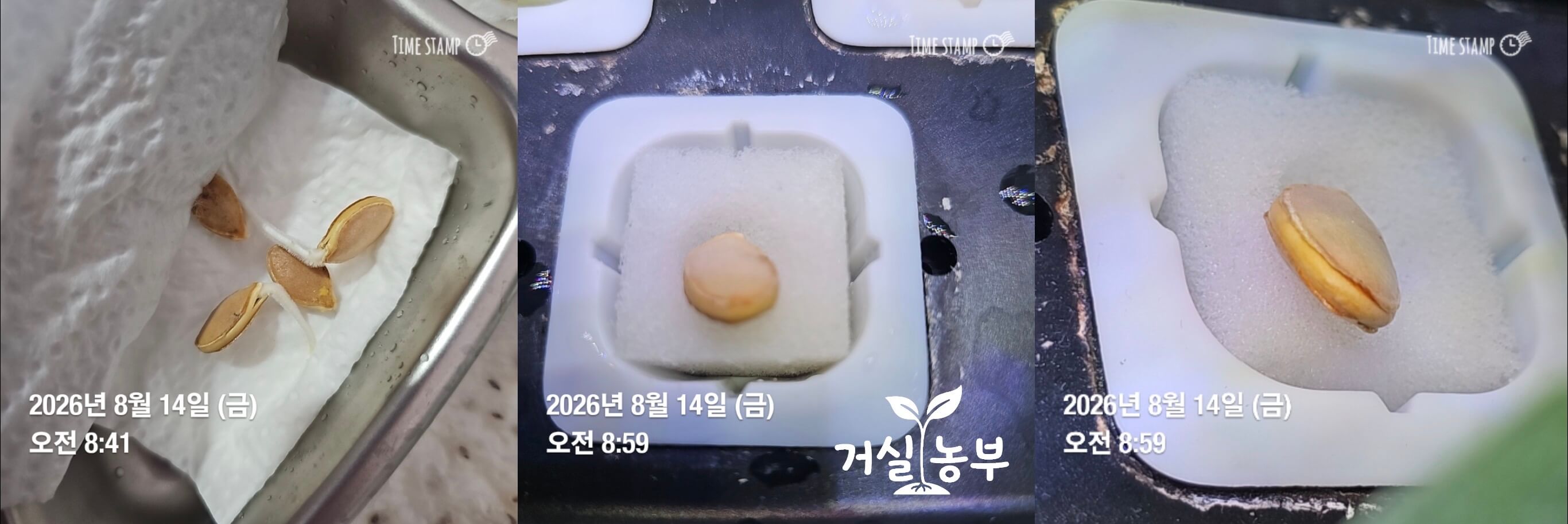 젖은 키친타월에서 하얀 뿌리가 나온 단호박 씨앗