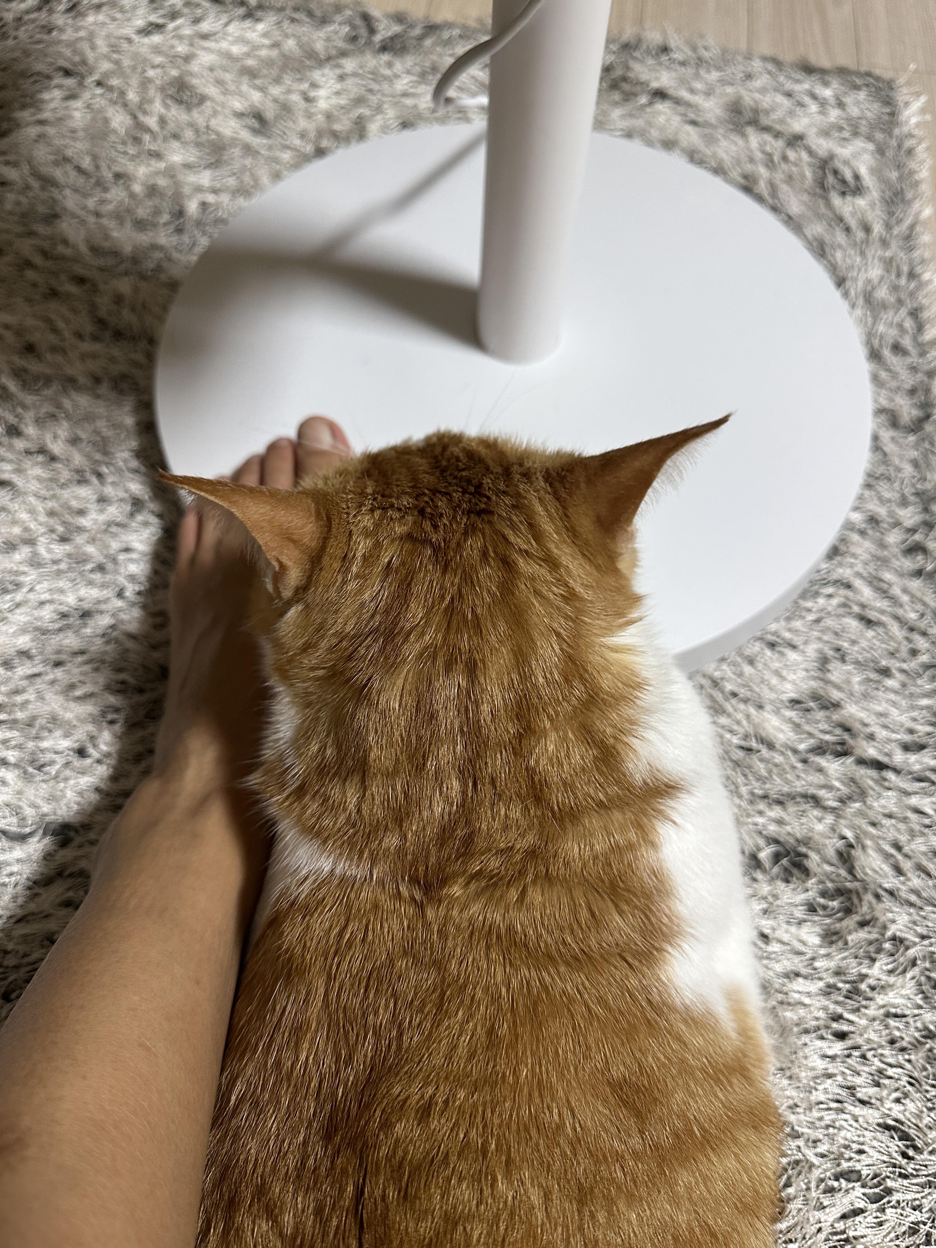 치즈냥이_막둥이_냥통수