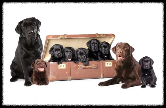 강아지 사료 급여량 계산 가이드