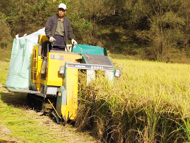벼의 한살이 과정 확인하기