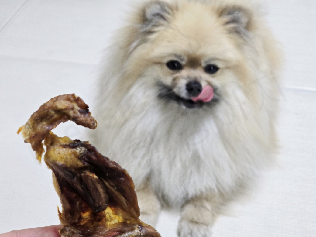 메추리 간식을 보고 입맛을 다시는 강아지