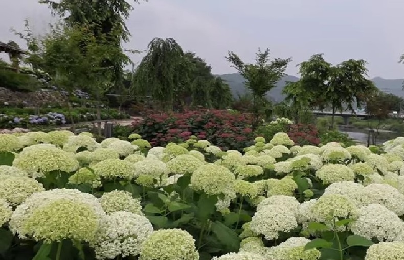 공주 수국 축제