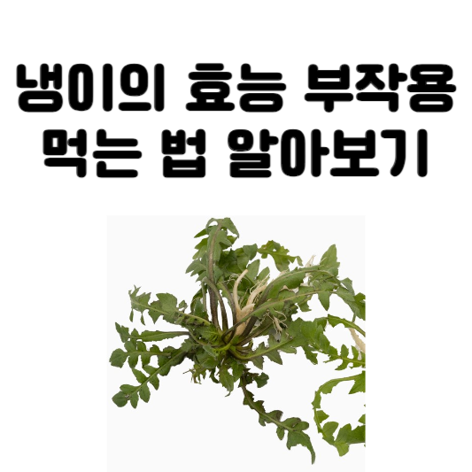 냉이의 효능과 부작용, 먹는 법
