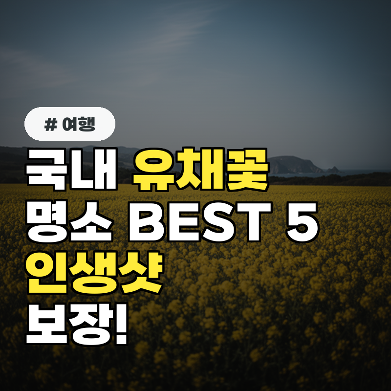 국내 유채꽃 명소 BEST 5! 인생샷 보장