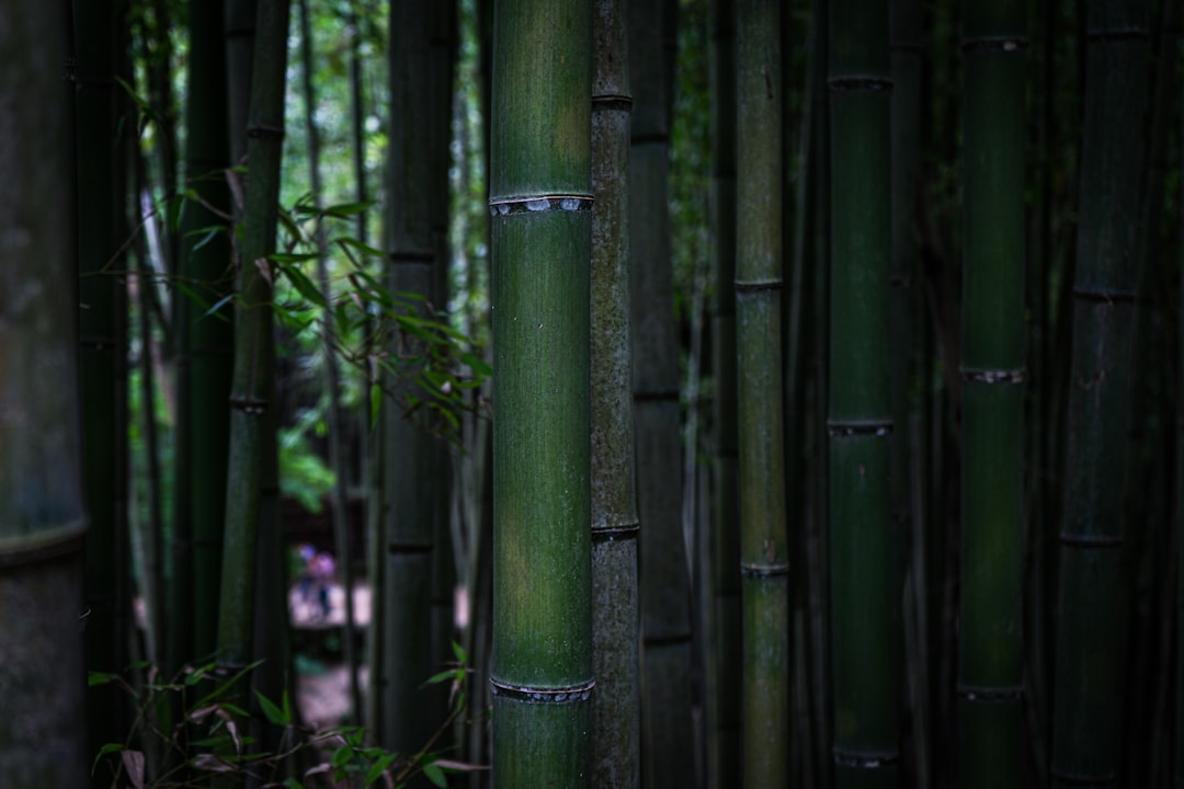Damyang