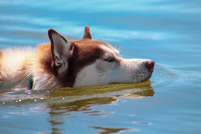 canine atopic dermatitis