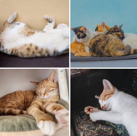 고양이 잠자는 위치가 달라지는 이유