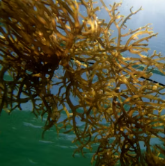 이명에 좋은 음식 영양제 식단