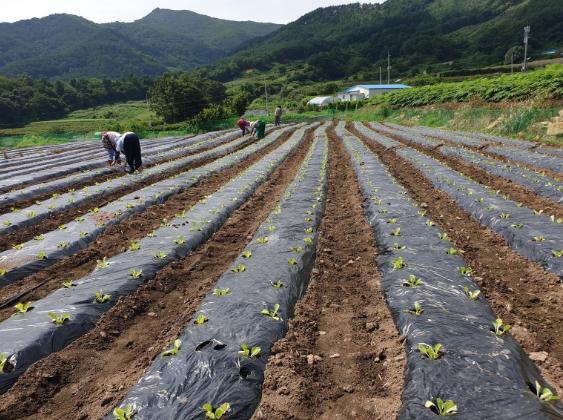 배추심는시기 중부 남부 지방 가을 추석 김장 모종 씨앗 파종 심기 방법 2