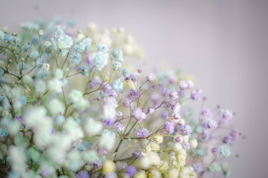 Close-up of pastel colored baby's breath flowers creating a dreamy and soft floral composition.