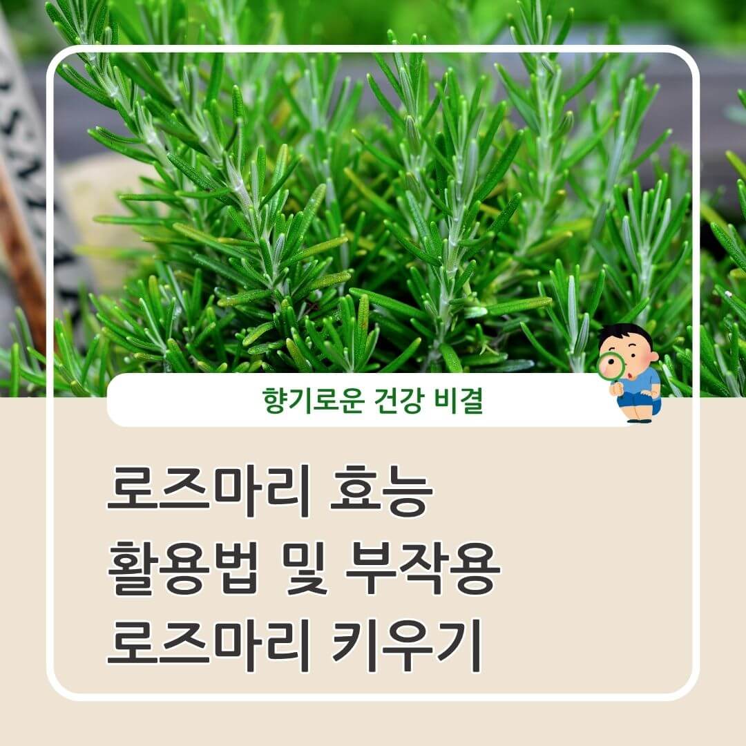 로즈마리 효능 활용법