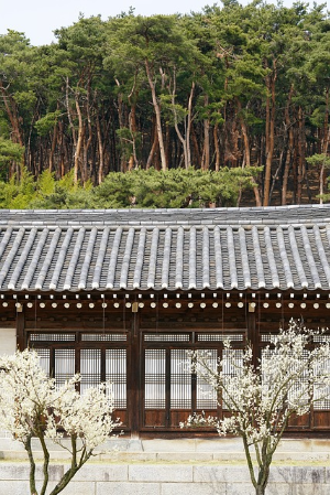 광양매화꽃축제