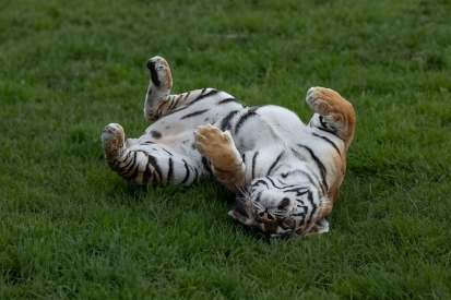 호랑이꿈 상황별 해몽