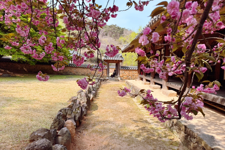 밀양 오연정 겹벚꽃1