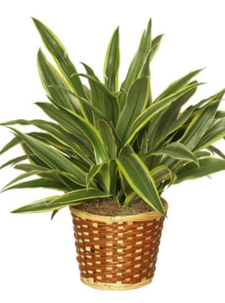 드라세나_데레멘시스