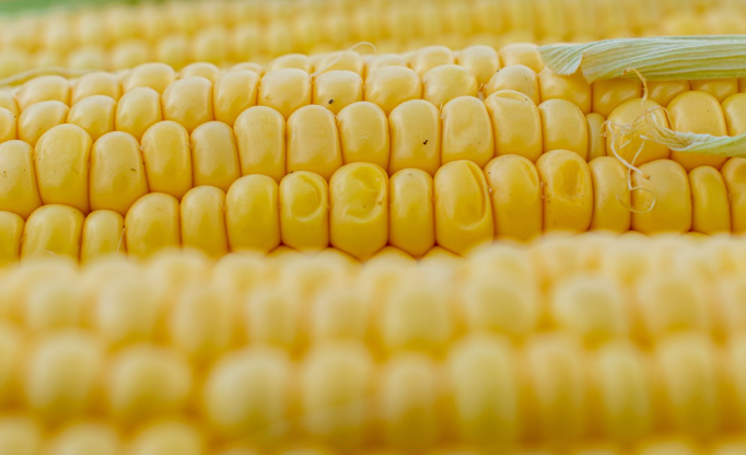 옥수수 삶는 방법 완벽 가이드 ❘ 달콤하고 부드러운 옥수수 삶기 비법