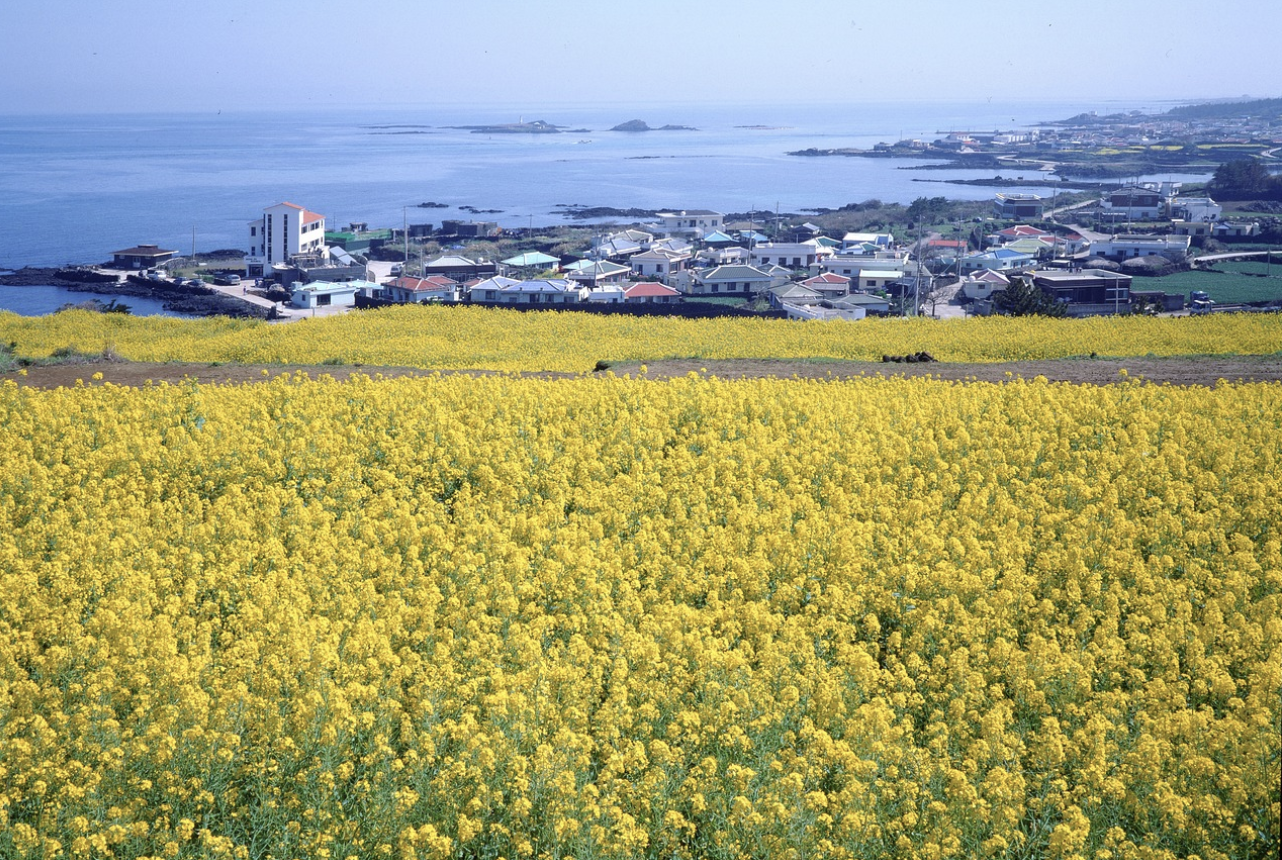 [제주도 여행] 렌터카, 대중교통, 도보 장단점 비교