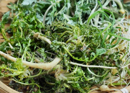 봄나물 특징 효능 요리법