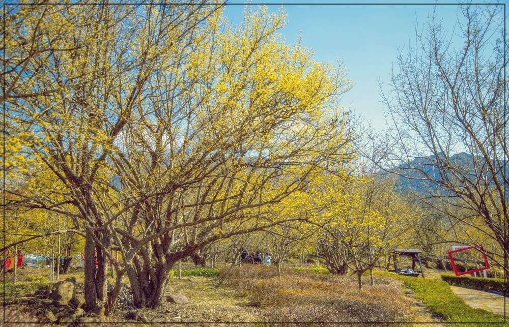 2025년 구례 산수유축제 일정과 주차장위치