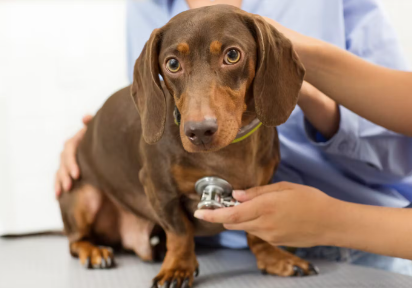 청진기를 맞고 있는 개.