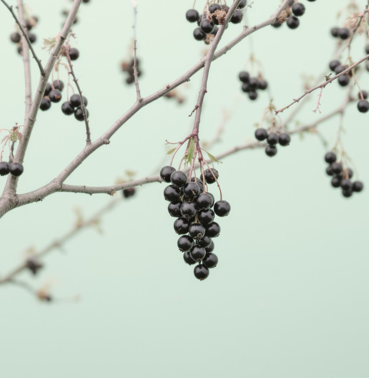 가을이 주는 선물&amp;#44; 까만 &amp;#39;열매&amp;#39;