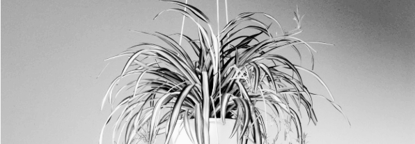 나비란 키우기: 나비란 수경재배