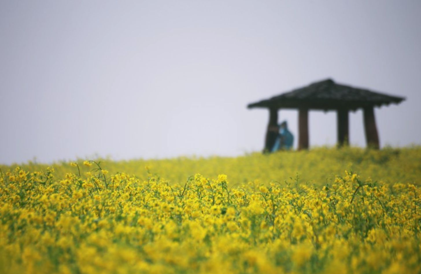 고창-청보리밭-축제