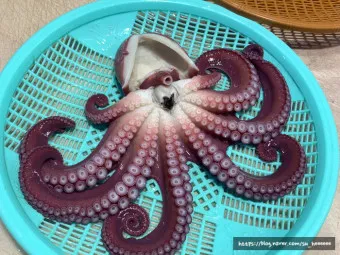 문어 삶는법 문어 요리 레시피_11