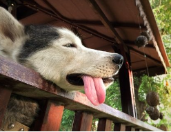 개의 호흡이 빠르다, 거칠다, 괴로워 보인다, 숨이 차다