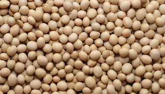 아미노산이 풍부한 식품 : 콩류