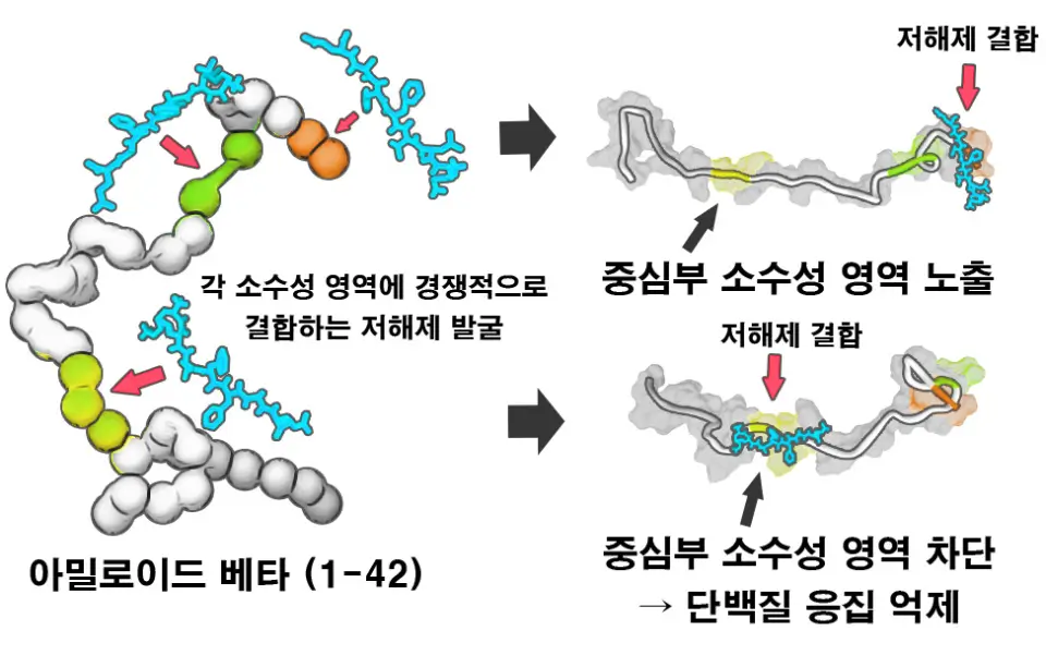 베타 아밀로이드