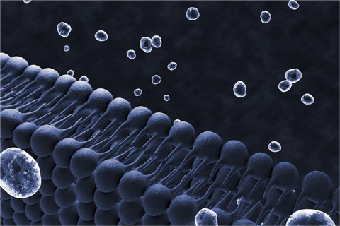 글루타치온효능및 효과