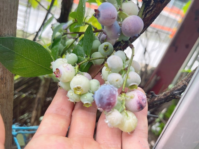 익어가는-블루베리