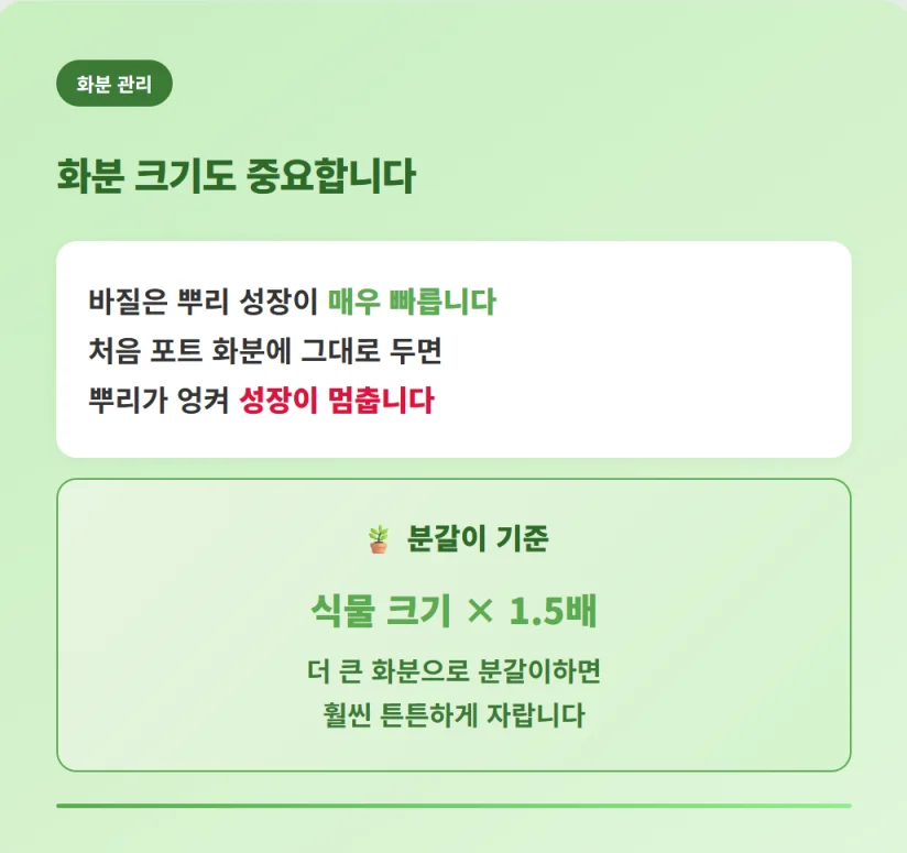 "뿌리 성장이 빠른 바질 식물의 화분 크기 선택 및 분갈이 시기"