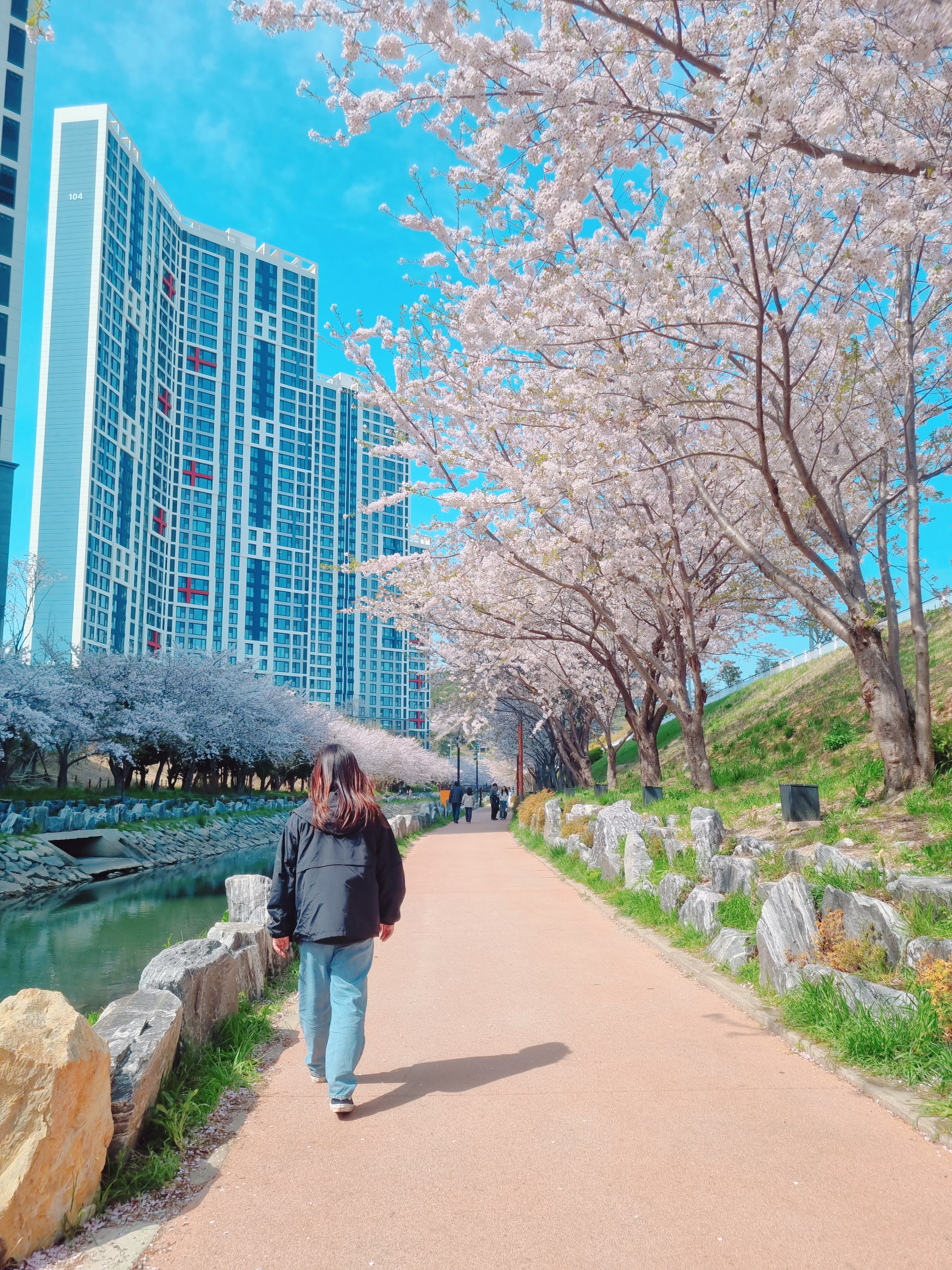 영도 동삼해수천 벚꽃길