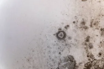 장마철 곰팡이 제거방법 꿀팁 정리 완벽 가이드_2