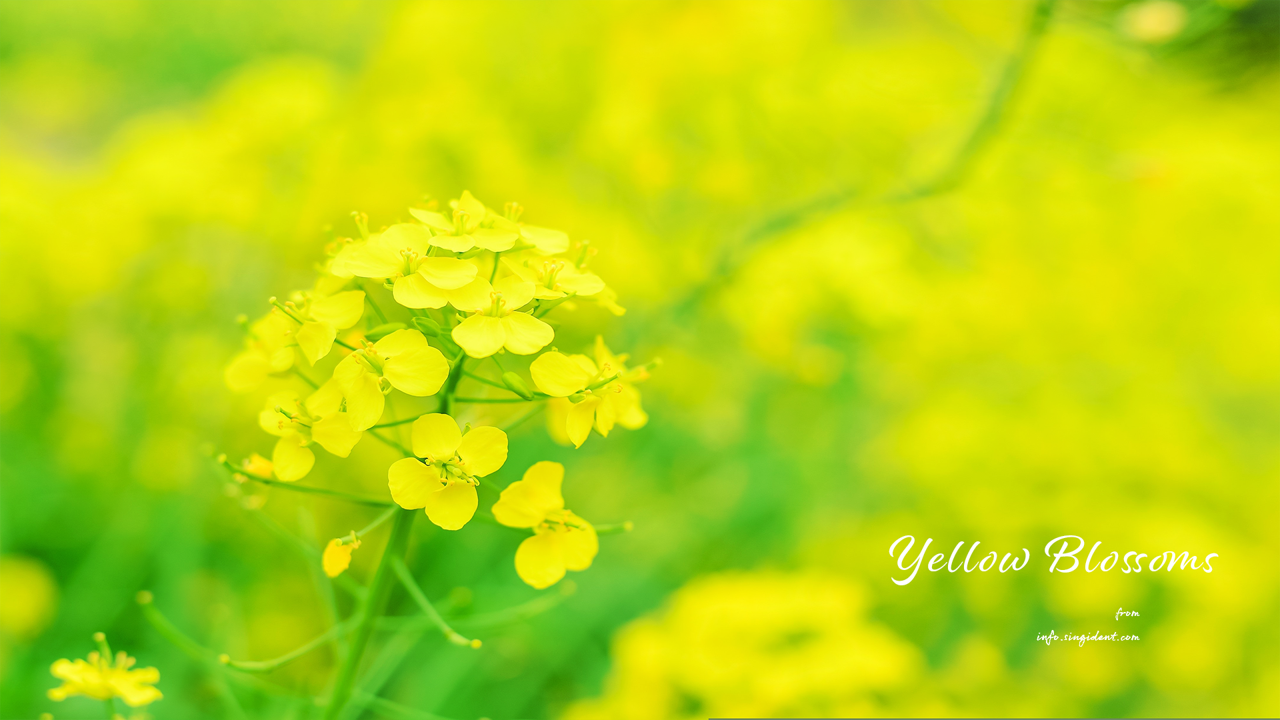 08 유채꽃 확대 C - Yellow Blossoms 봄배경화면