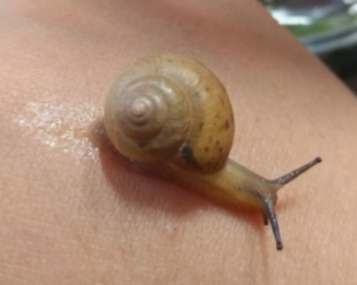 명주달팽이-사진