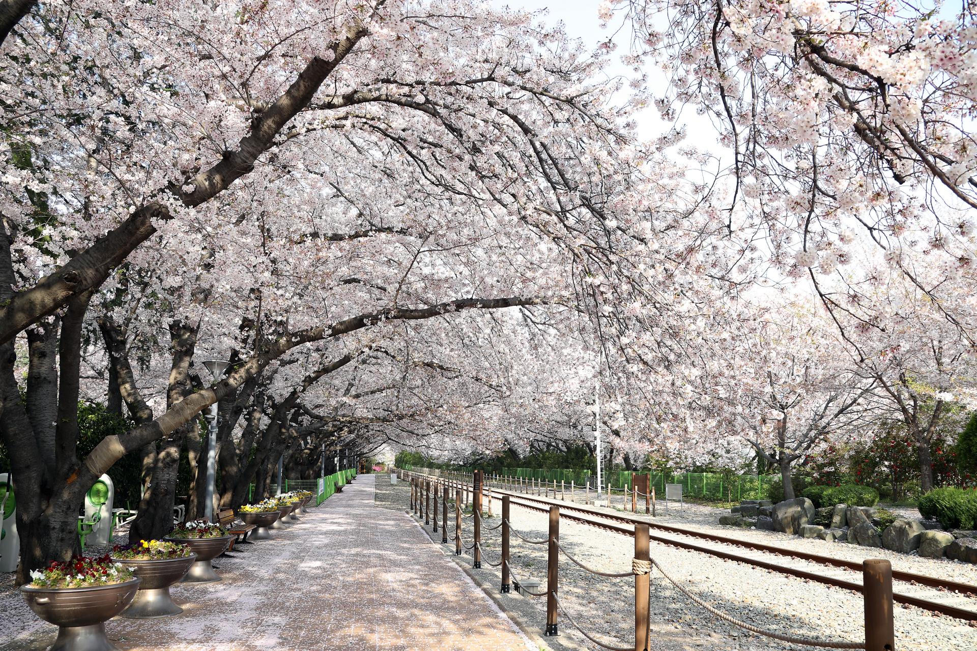 진해군항제축제 2025
