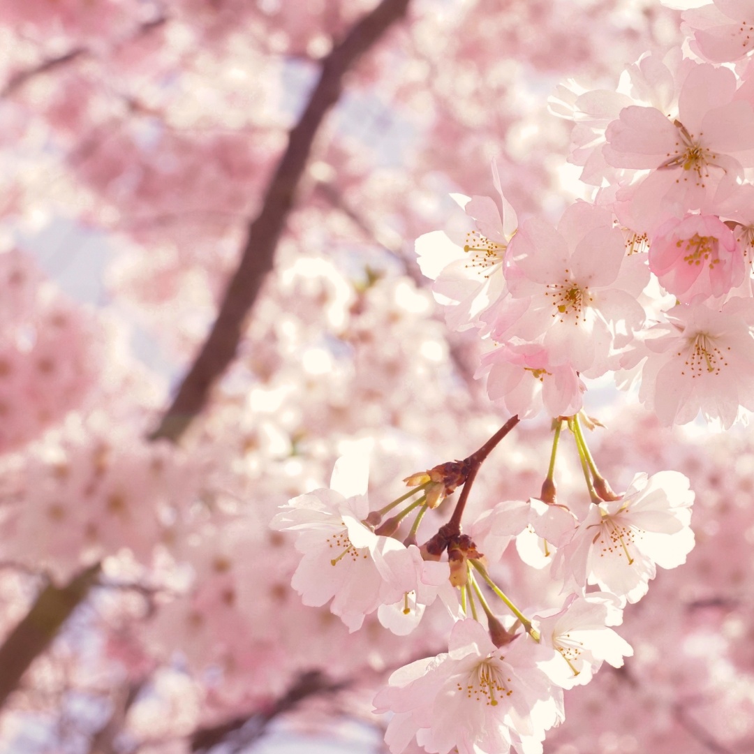 2024 전국 벚꽃축제 일정