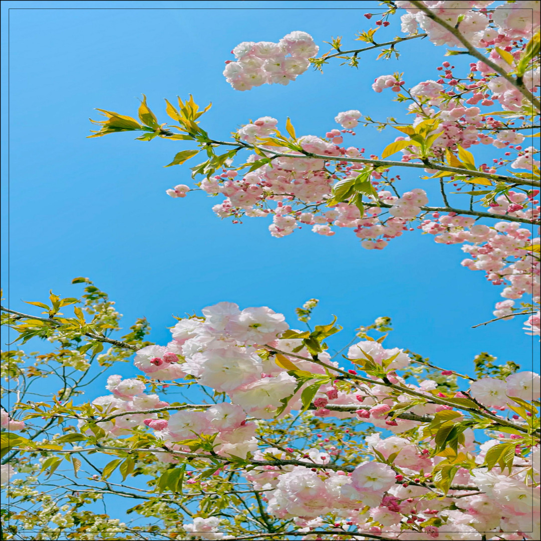 만석공원 벚꽃 수원 벚꽃 명소