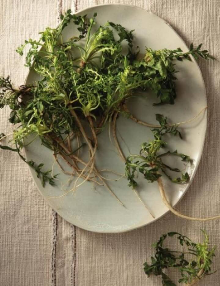 접시에-놓인-냉이