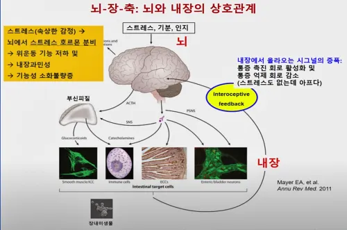 스트레스 및 심리적 요인을 설명하는 뇌와 내장의 상호관계