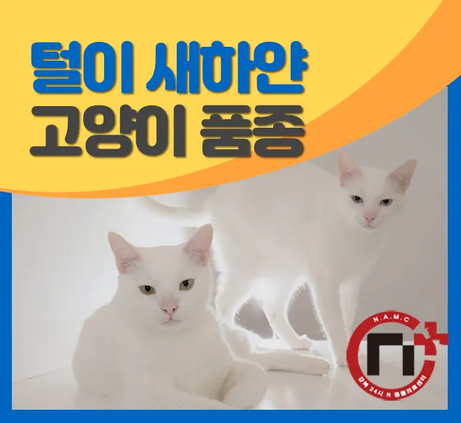고양이 수명 평균 품종별 집고양이_8